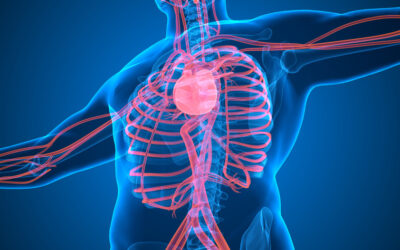 Soulager le système vasculaire avec l&rsquo;Ostéopathie