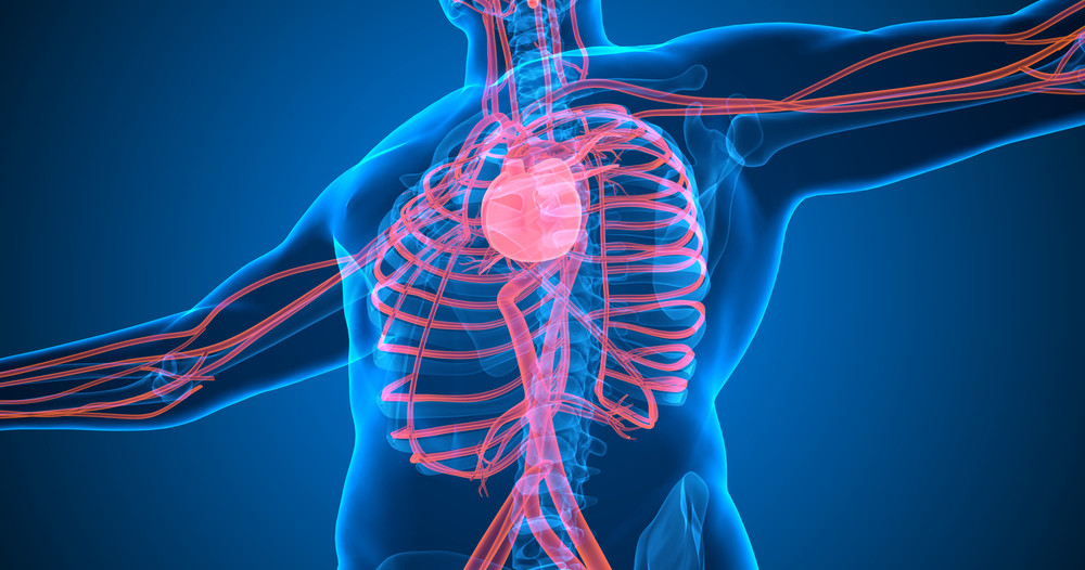 Soulager le système vasculaire avec l'Ostéopathie
